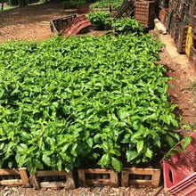 Fazenda Rio Verde. B34. Brasil - Café Central