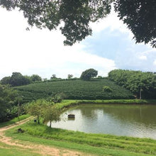 Fazenda Rio Verde. B34. Brasil - Café Central