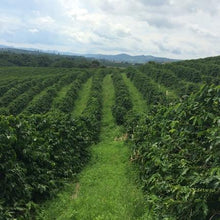 Fazenda Rio Verde. B34. Brasil - Café Central