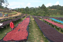 Camas africanas para el secado de las cerezas de café en el proceso natural. Café de especialidad de Burundi tostado en Málaga por Artisan Coffee