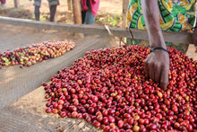 Selección de cerezas de café de forma manual. Podemos ver cómo las cerezas inmaduras son separadas. Artisan Coffee cafés de especialidad tostado en Málaga