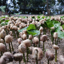 Plantones de café. Fase inicial en la siembra del café. 