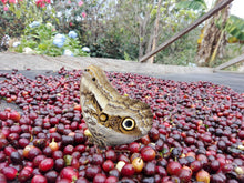 Cerezas de café ya maduras. Cafés producidos por la Asociación de mujeres cafetera plan mil. En primer término se ve una mariposa. Símbolo de transformación. Tostado en Málaga por Artisan Coffee