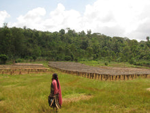 Fase de secado del café en camas africanas. Etiopía. Sidamo. Tostado en Málaga por Artisan Coffee