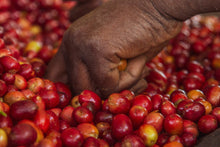 Selección manual de cerezas en la estación de lavado de café Rwingyoni en Ruanda. Café de especialidad posteriormente tostado en Málaga por Artisan Coffee