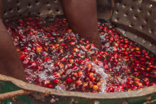 Lavado de Café de especialidad de Rwanda. Cerezas de café maduras. Posteriormente tostado en Málaga, España, por Artisan Coffee